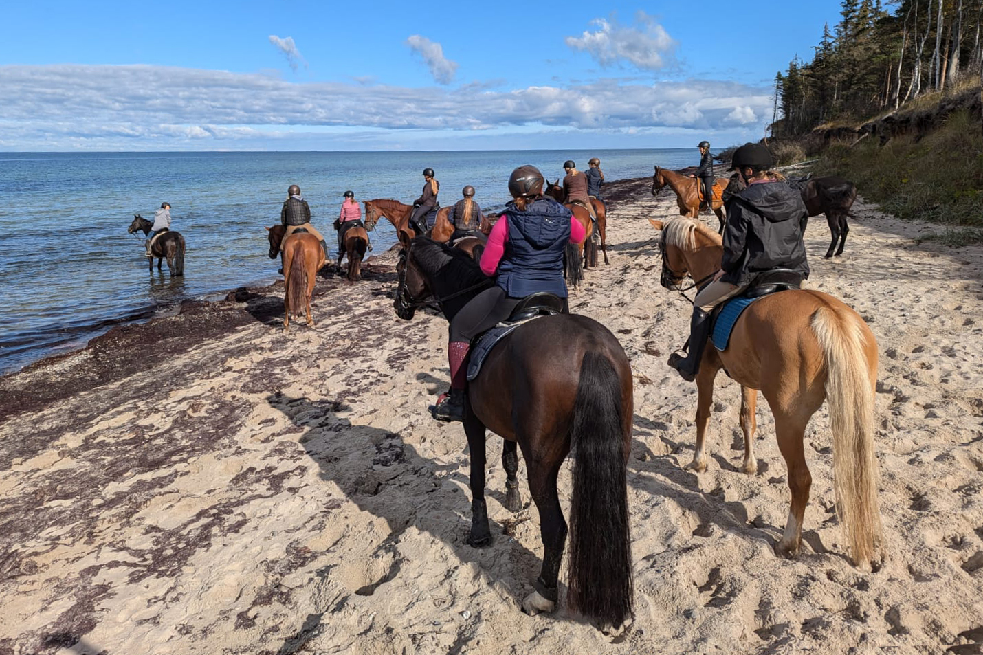 Reitverein- rostock, reiten-rostock, freizeitreiten-rostock