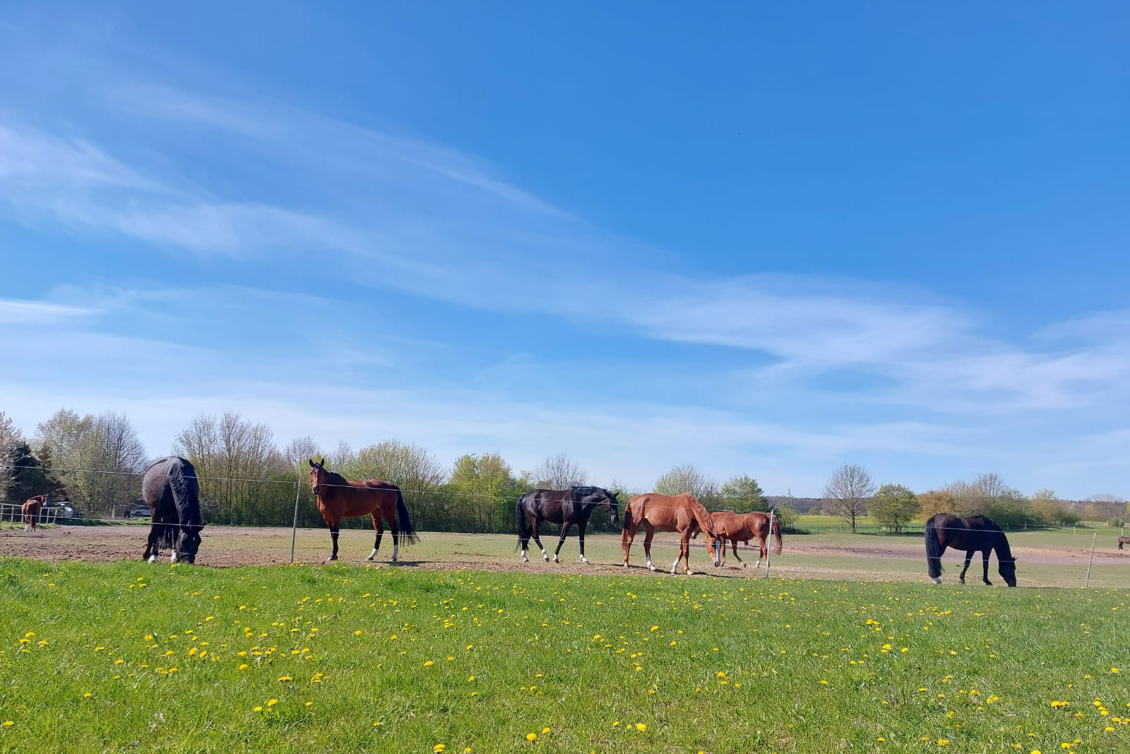 Reiten Rostock, Freitzeitreiten Rostock, Ausreiten, Gelände reiten, Pemsionsstall Rostock, Pferde, Reitstall, Reitverein